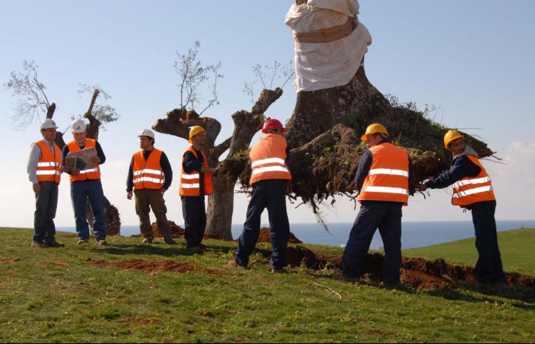 Το πρόγραμμα μεταφύτευσης ελαιοδέντρων, με στόχο να διατηρηθεί αναλλοίωτη η φυσιογνωμία του τοπίου της περιοχής, σημειώνει επ